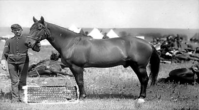 comanche-horse