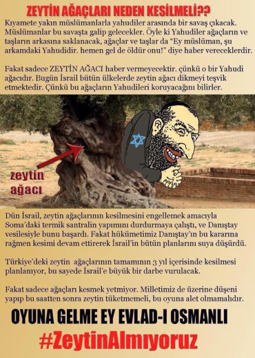 zeytin_ağacı