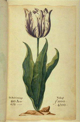 1637 yılından bir katalogda görülen ve "Viceroy" olarak da bilinen lale. Boyutuna göre değişmekle beraber soğanı 3000 ila 4200 Hollanda Florini arasındadır. O devirde yetenekli bir zanaatkar yılda 300 florin kazanmaktaydı.