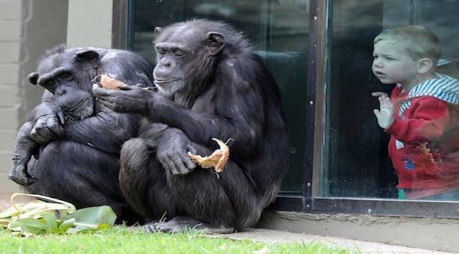 chimps_zoo