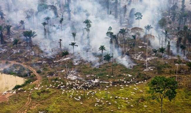 Amazon ormanı otlanan sürü için yakılıyor.