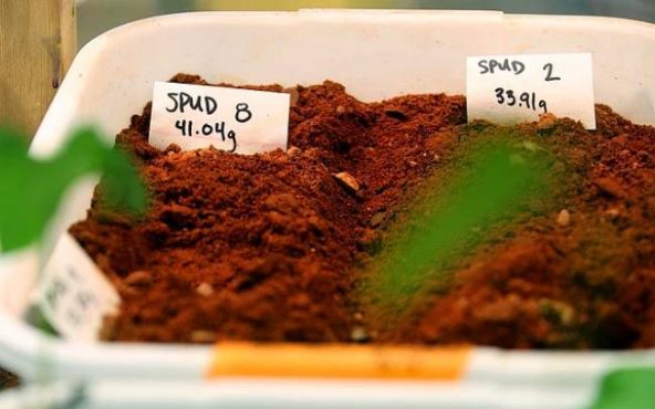 Hollandalı bilim insanları, NASA’nın geliştirdiği Mars toprağına benzer toprakta ürün yetiştirmeyi başardı. Test edilen ürünlerde sağlığa zararlı metaller bulunmadı