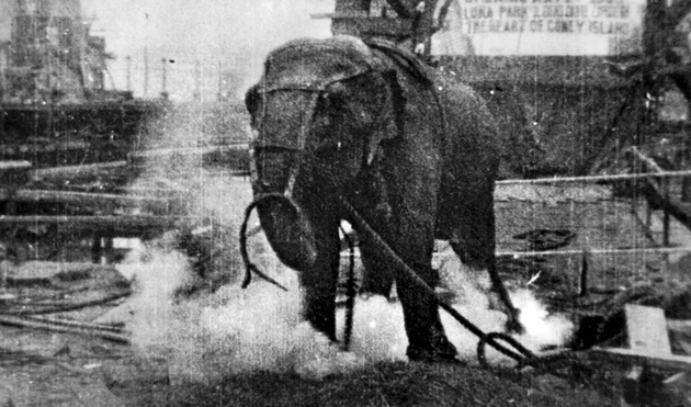 Electrocuting_an_Elephant_edison_film_1903_frame_shot
