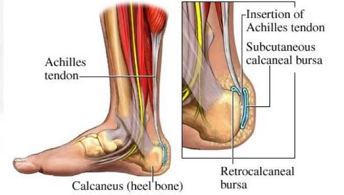 Aşil tendonu