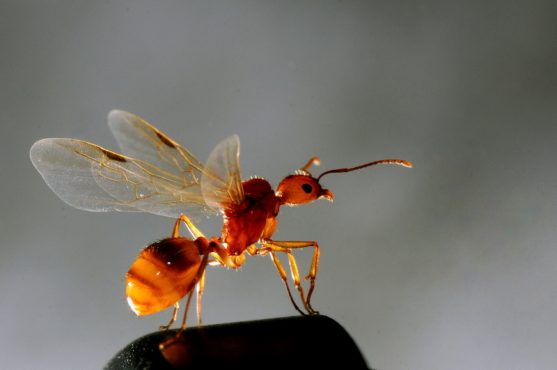 Kanatlı Karıncalar (Fotoğraf: fotokritik, haldunK)