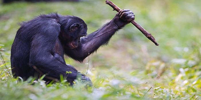 bonobolar
