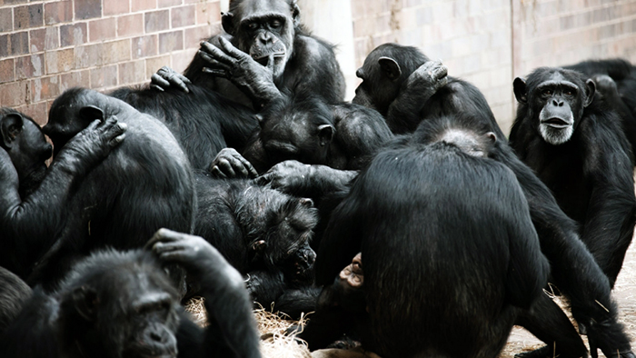 group-of-monkeys_maymunlar_Dünyalılar